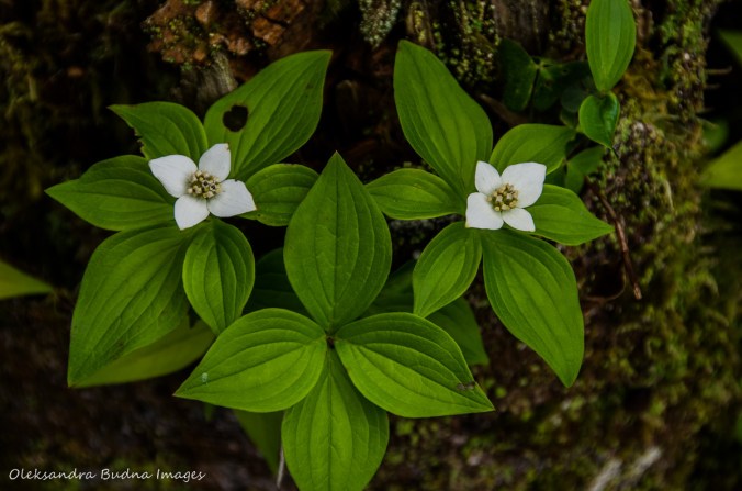 bunchberry flowers
