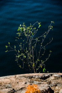 view from site 56 on Carlyle/Terry in Killarney