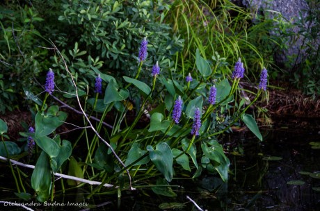 pickerel weed