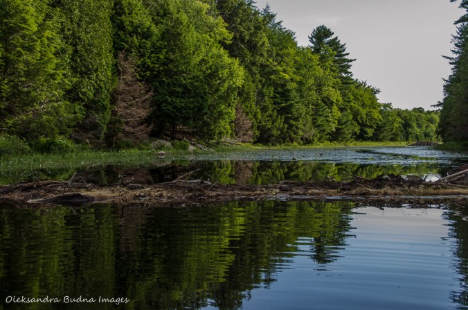 beaver damn on Carlyle Lake