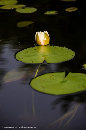 water lily