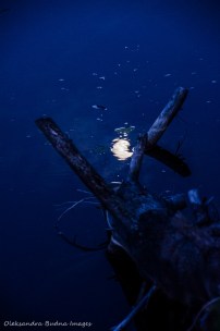 moon reflected in the water