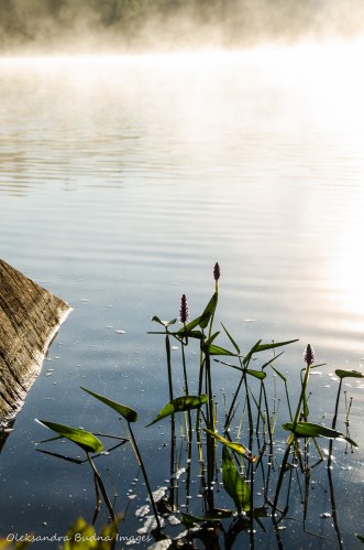 misty morning on Terry Lake in Killarney