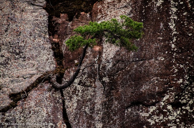 lone pine on a rock