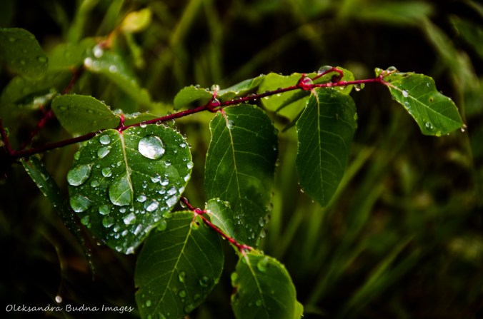 rain drop on a leaf