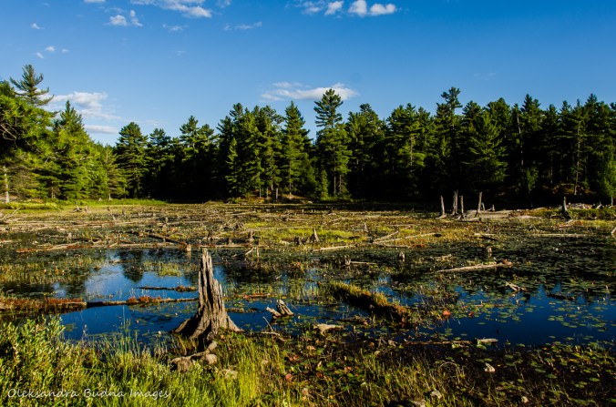 views from site 116 on Balsam Lake in Killarney