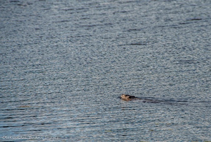 Killarneysummer206-163