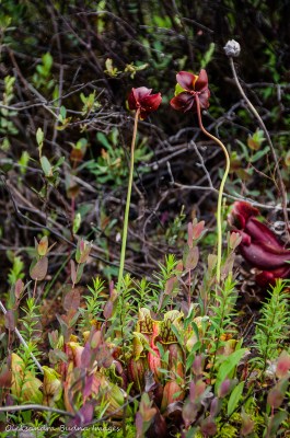 pitcher plant