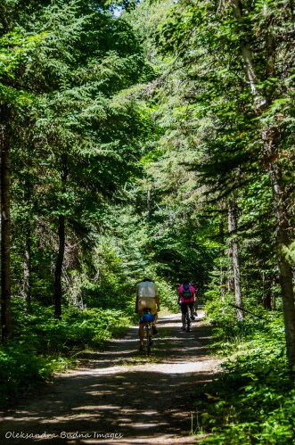 Old Railway bike trail in Algonquin