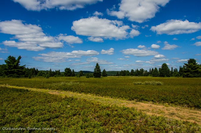 blueberry field in Algonquin