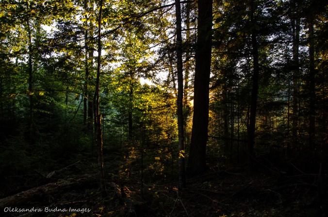 stting sun through the trees