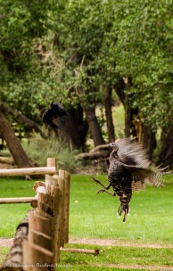 Raven and turkey fighting