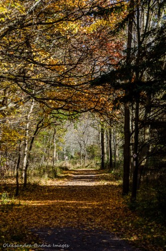 hiking at Dundas Valley Conservation Area in the fall