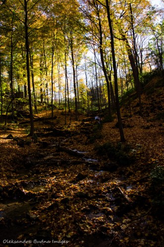 Dundas Valley Conservation Area in the fall
