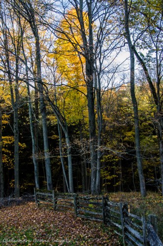 Dundas Valley Conservation Area in the fall