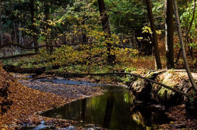 Sulphur Spring at Dundas Valley