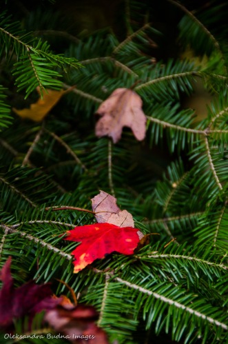 red maple leaf on a fur tree branch