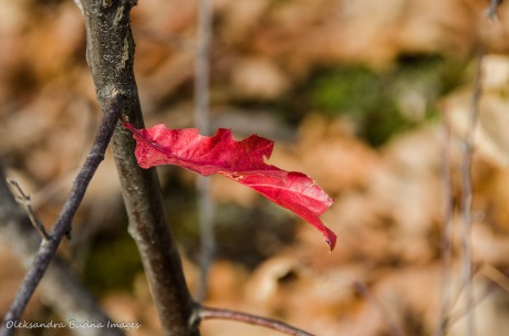 red oak leaf on a branch