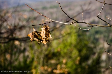 dry leaves on a branch