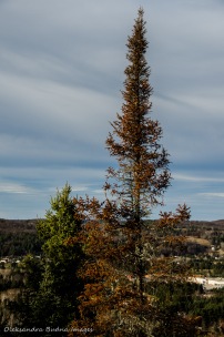 dry pine tree
