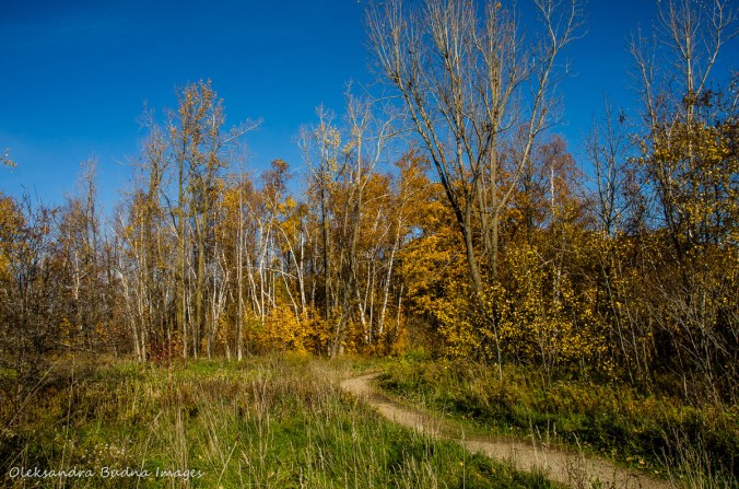 fall at Mount Nemo conservation area