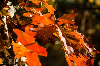 red oak leaves