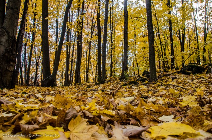 fall at Mount Nemo conservation area