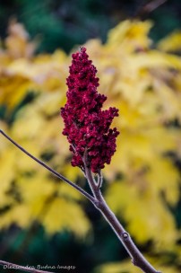 red sumac