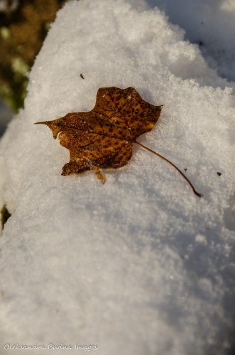 maple leaf on the snow