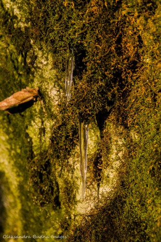 small icicles on moss