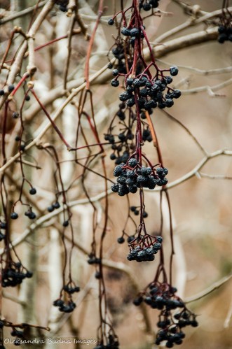 dark blue berries hanging on a branch