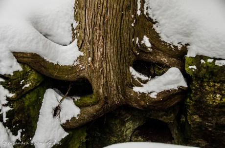 cedar roots on the rock