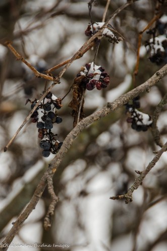 grapes under snow