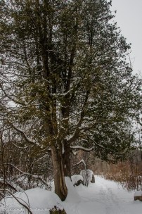 tall cedar tree
