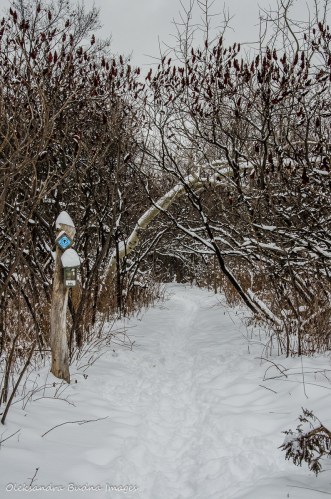 Bruce side trail in Limehouse Conservation Area