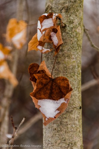 leaf with snow