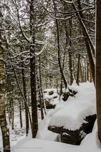 Bruce Trail at Limehouse Conservation Area