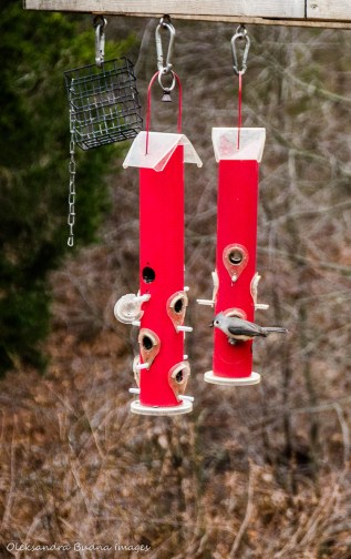 birdfeeders at Pinery