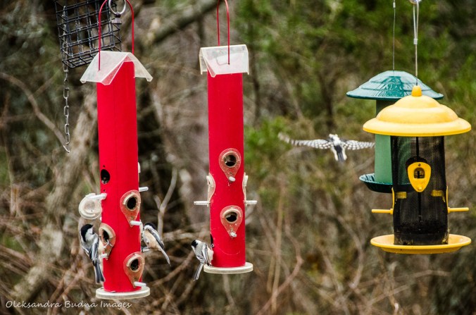 birdfeeders at Pinery