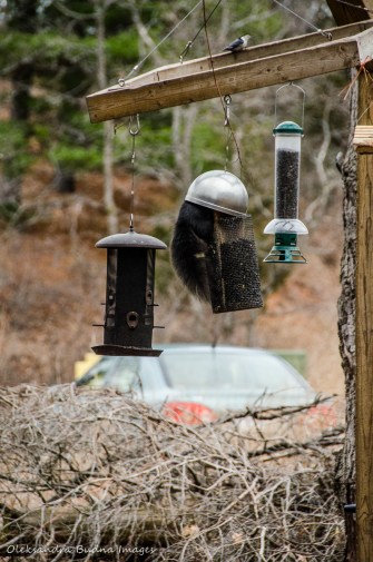 birdfeeders at Pinery