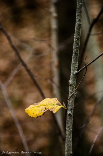 single yellow leaf on a branch