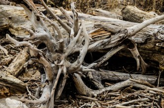 driftwood 