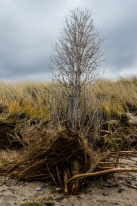 tree on the beach at Pinery in late fall