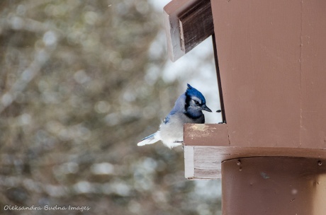 blue jay at a bird feeder
