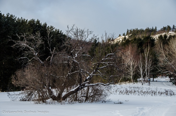 Gatineau Park in the winter