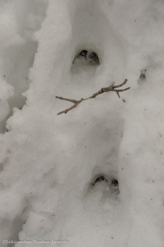 deer tracks