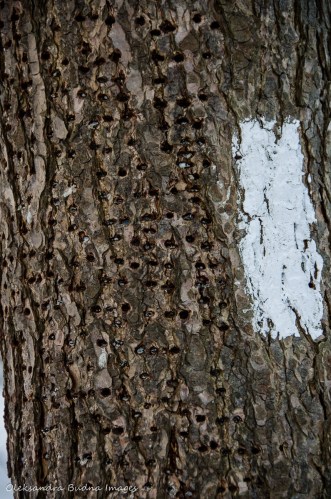 holes in a tree trunk