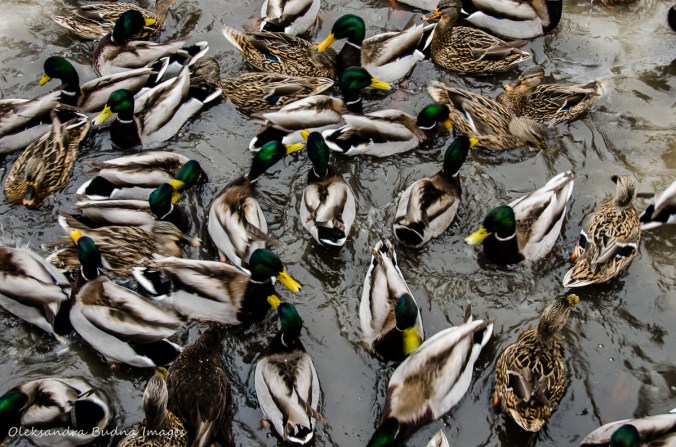 ducks in the creek in the winter