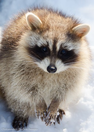 racoon close-up