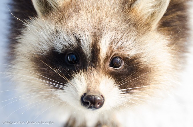 racoon close-up